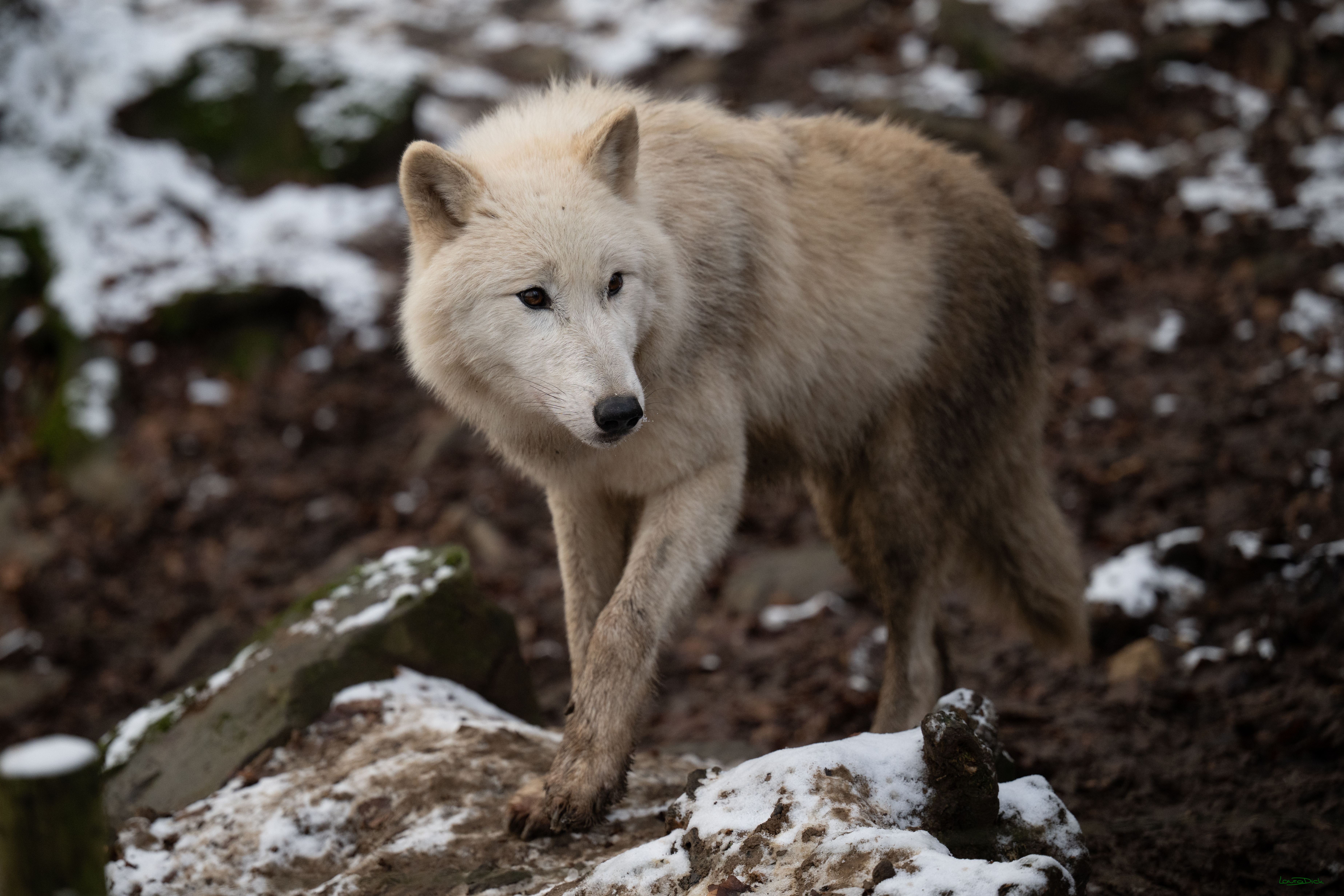 Wolfsfuetterung; Pelm, 04.01.2025