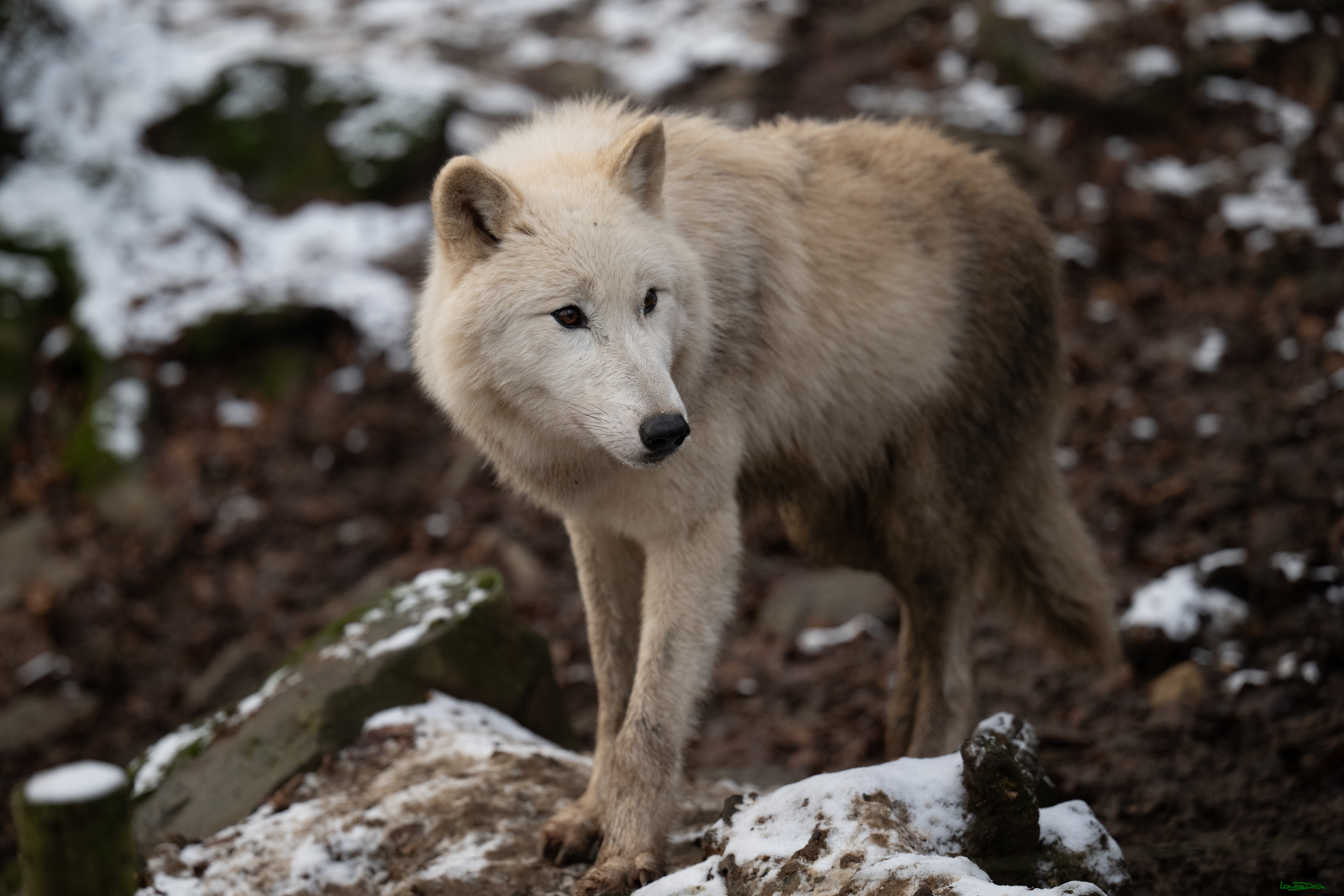 Wolfsfuetterung; Pelm, 04.01.2025