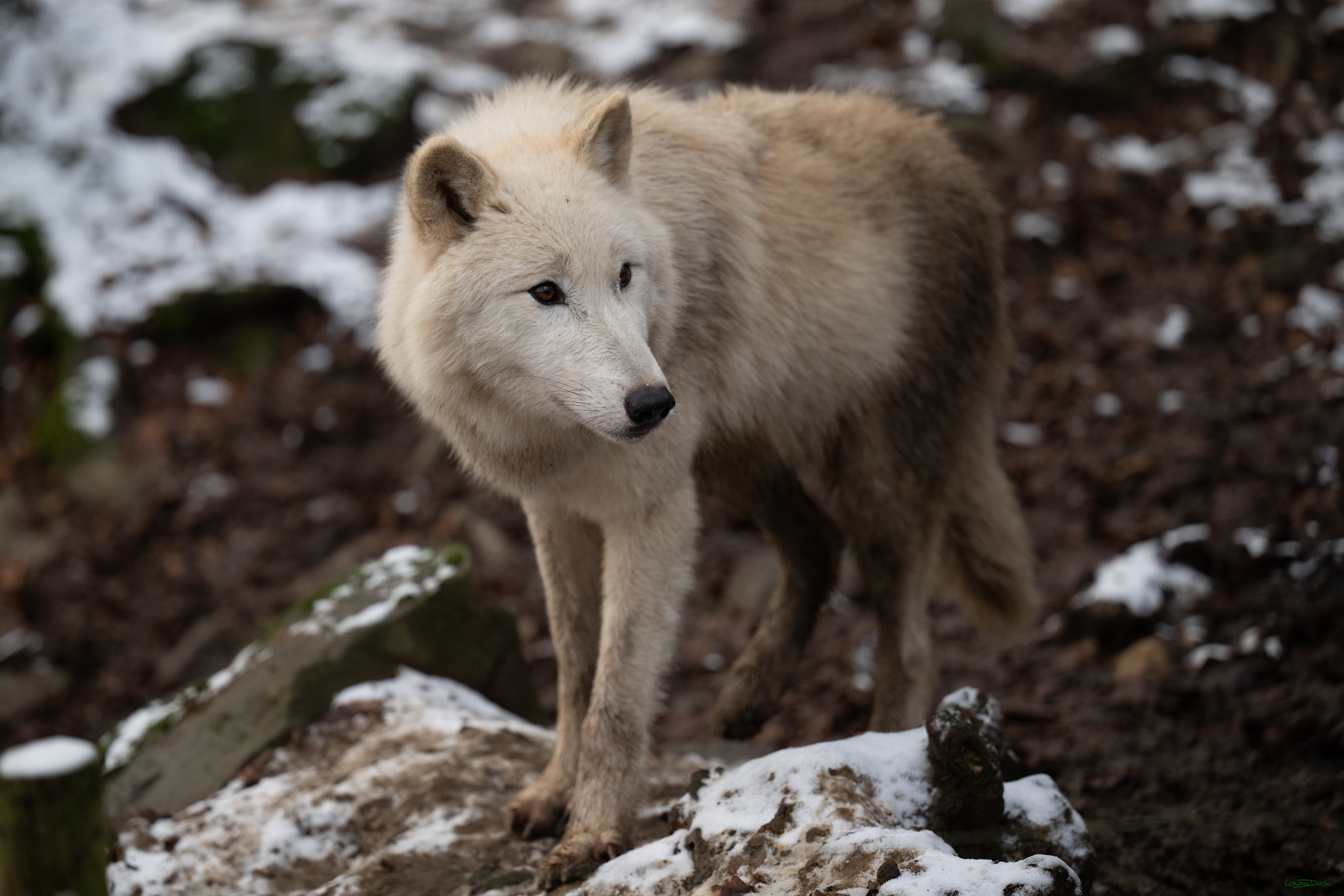 Wolfsfuetterung; Pelm, 04.01.2025