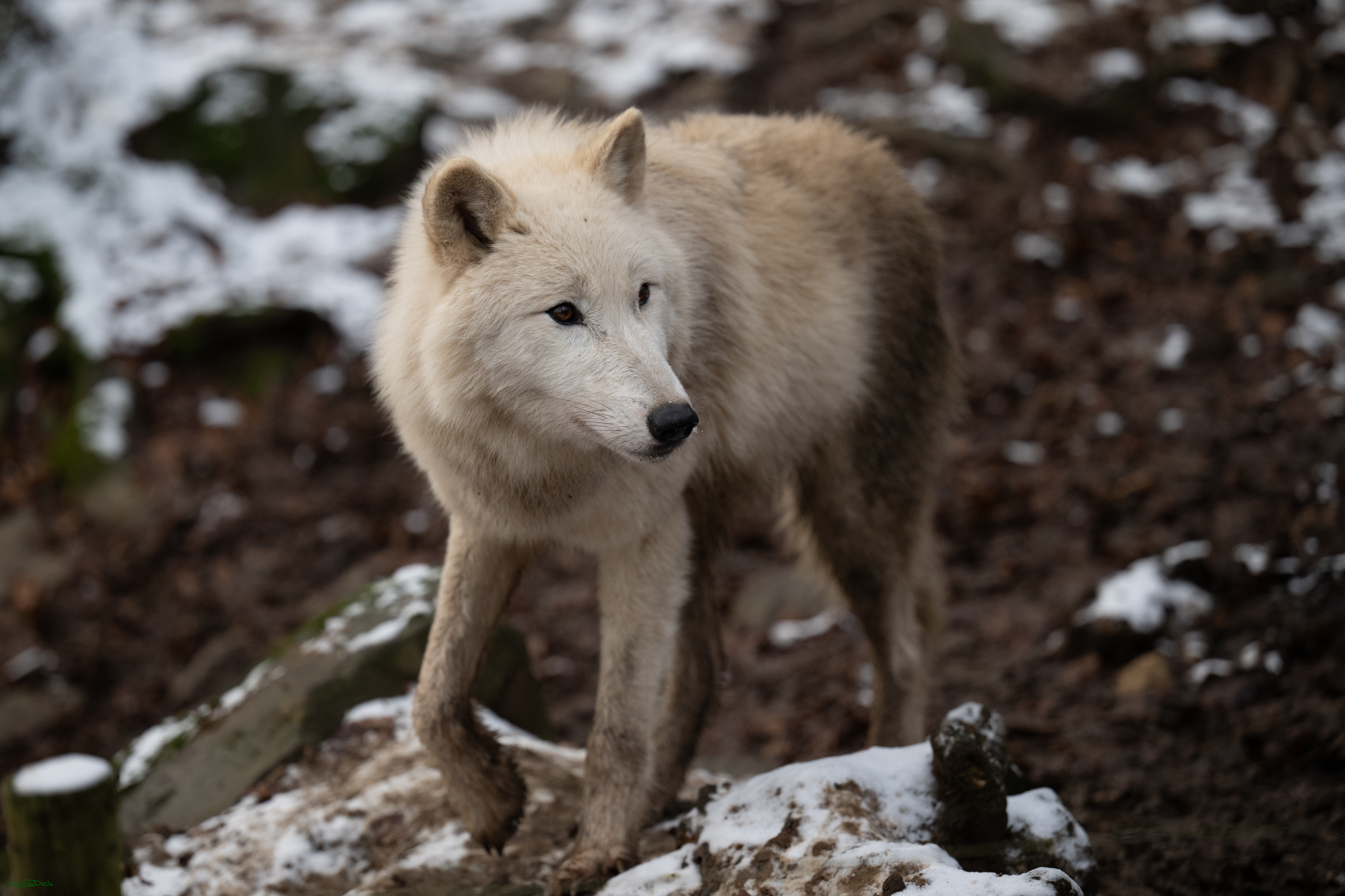 Wolfsfuetterung; Pelm, 04.01.2025