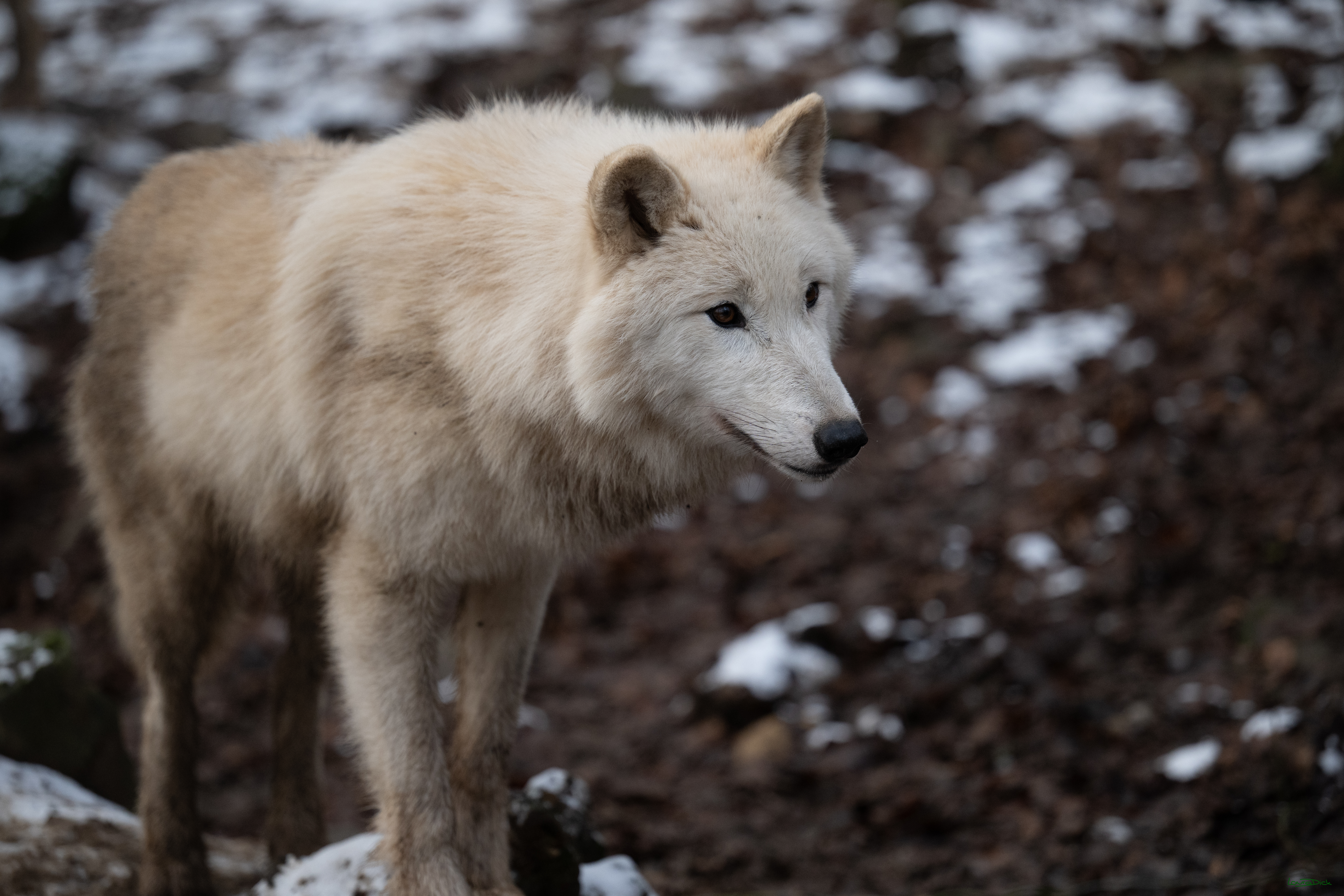 Wolfsfuetterung; Pelm, 04.01.2025