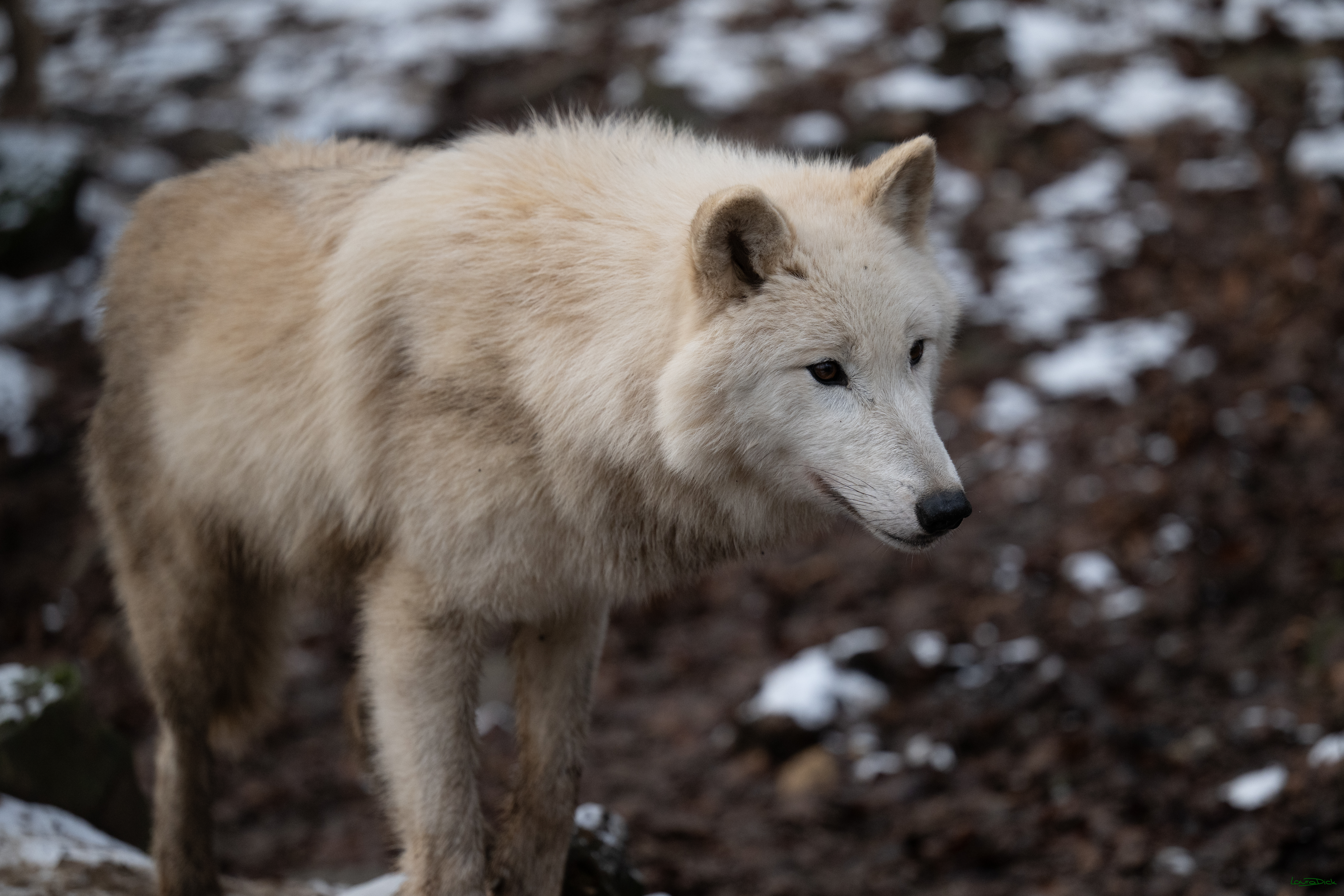 Wolfsfuetterung; Pelm, 04.01.2025