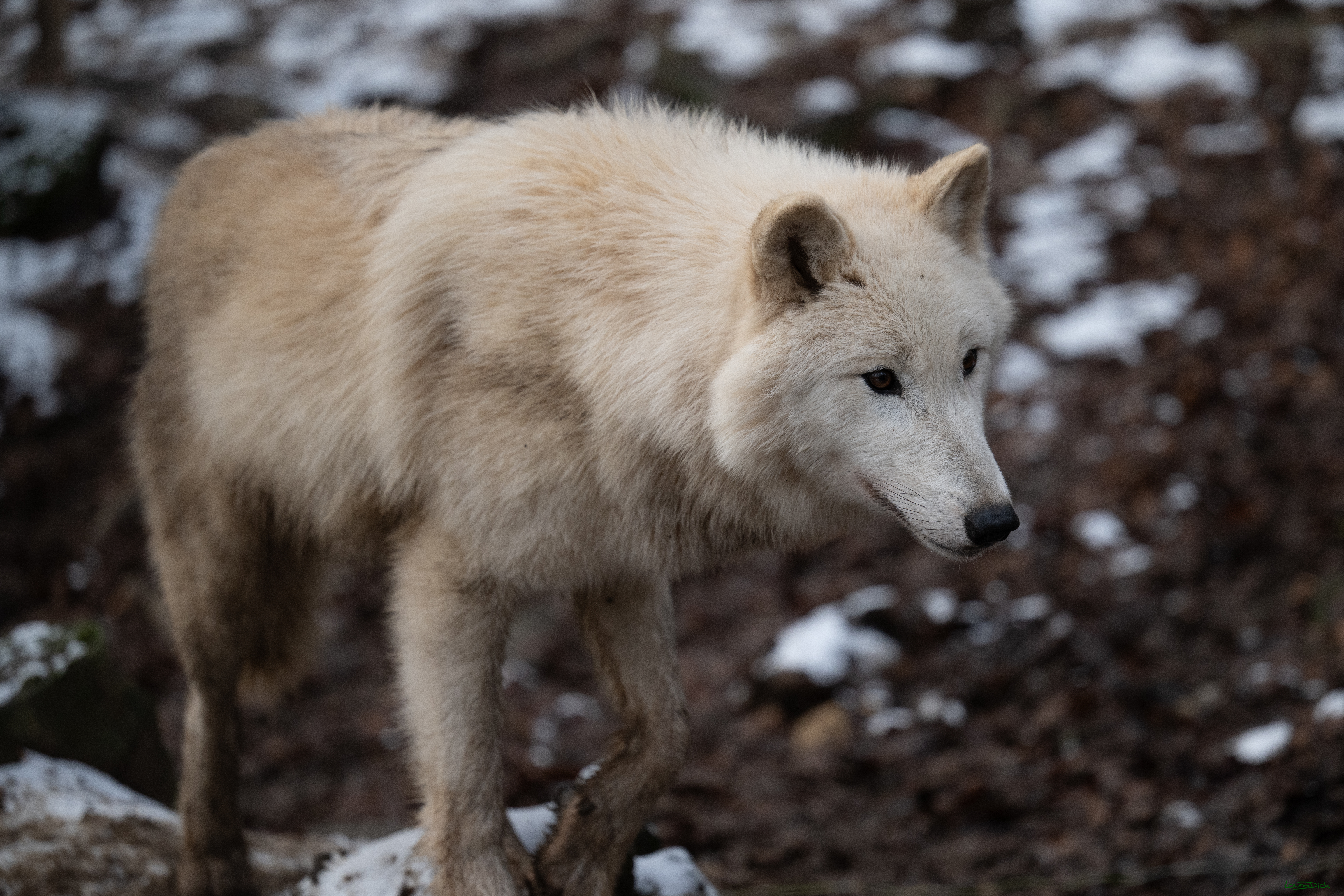 Wolfsfuetterung; Pelm, 04.01.2025