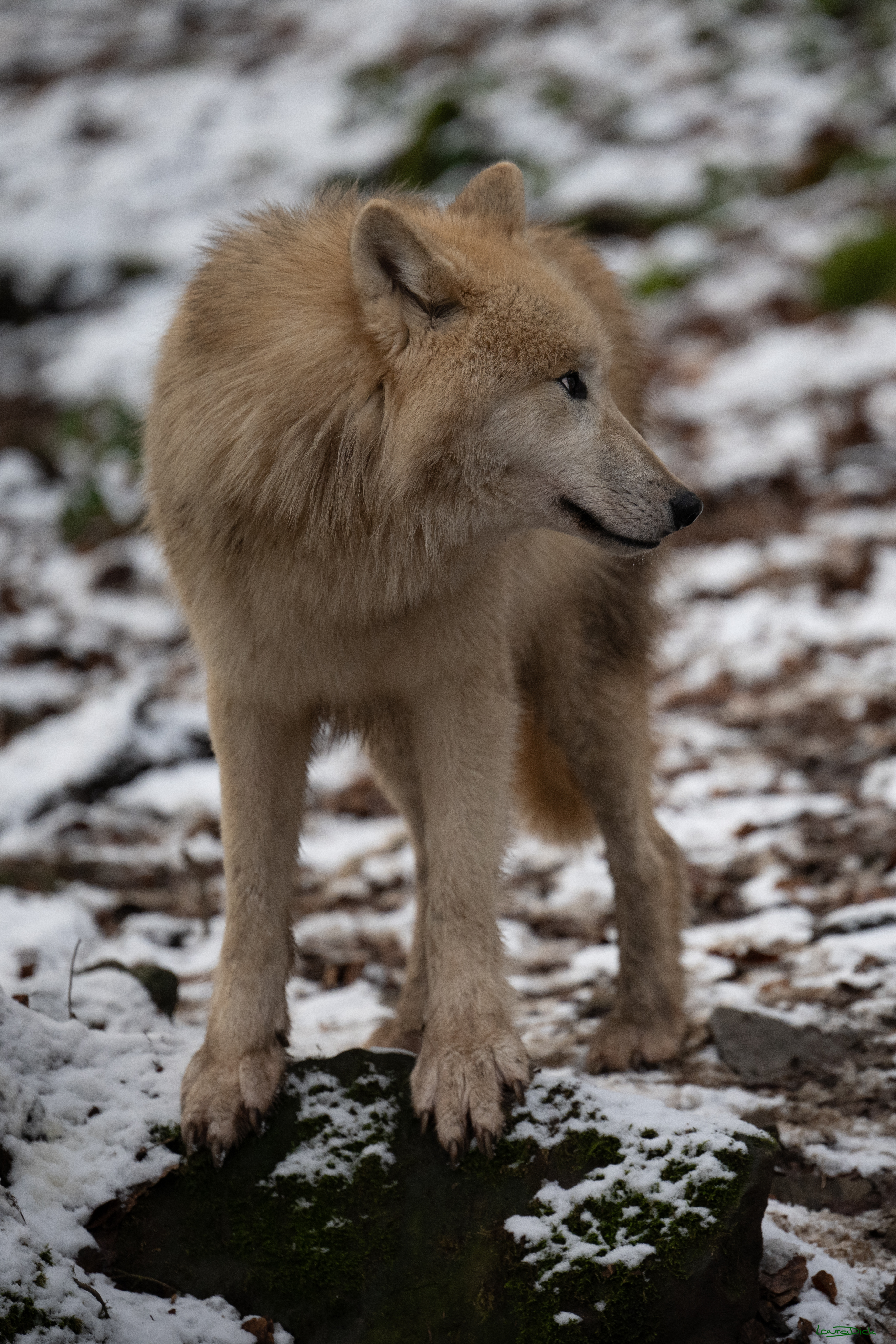 Wolfsfuetterung; Pelm, 04.01.2025