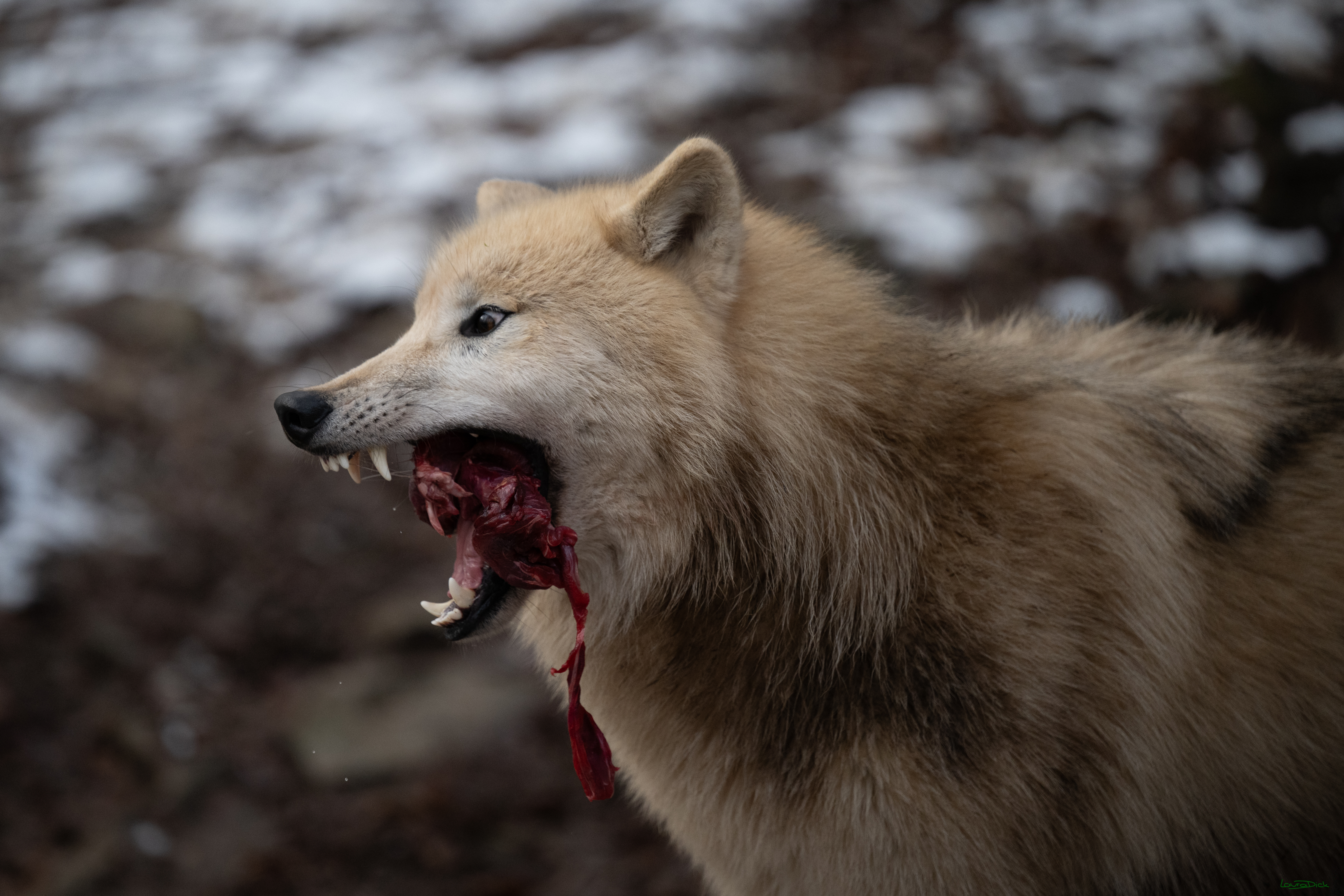 Wolfsfuetterung; Pelm, 04.01.2025