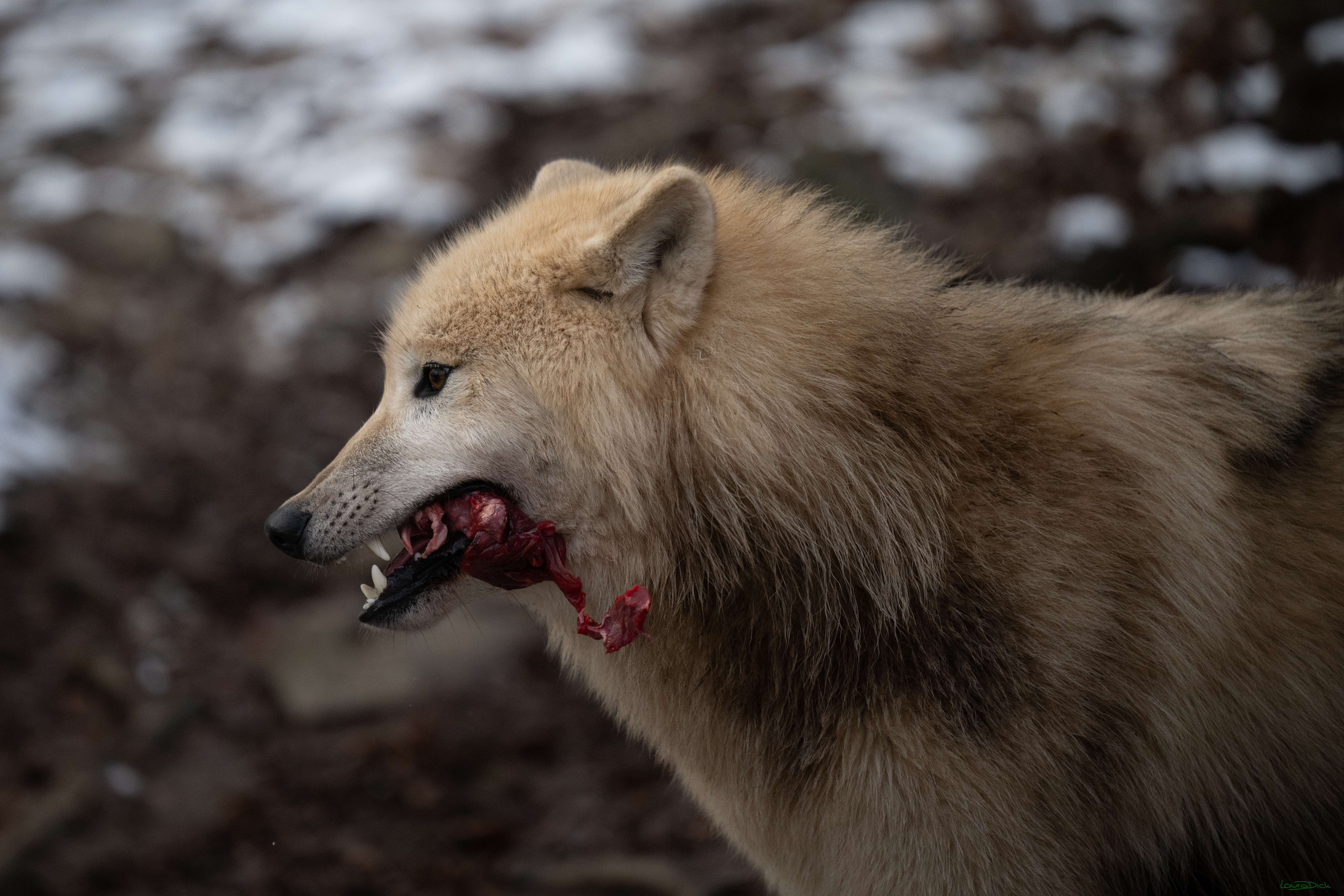 Wolfsfuetterung; Pelm, 04.01.2025