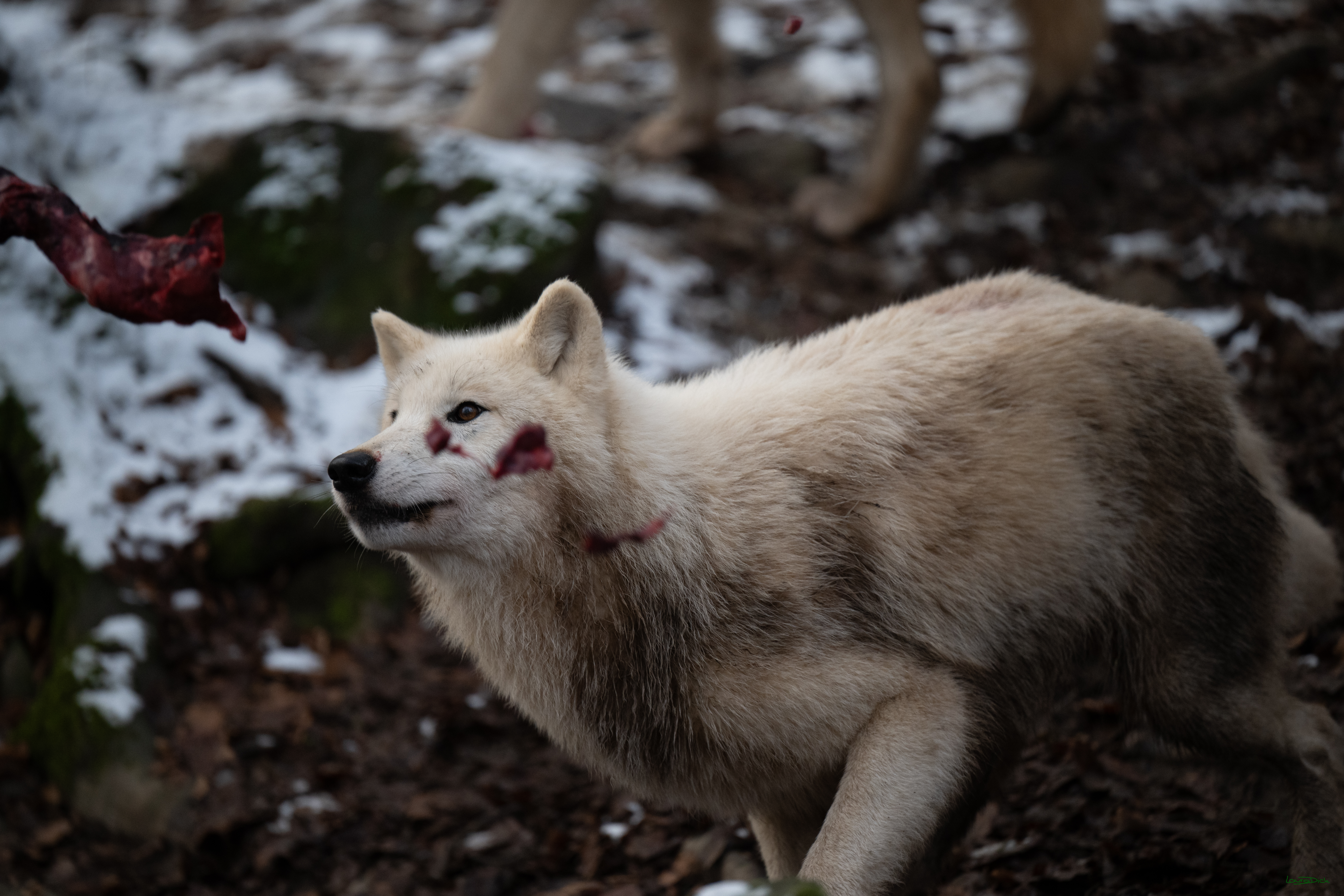 Wolfsfuetterung; Pelm, 04.01.2025