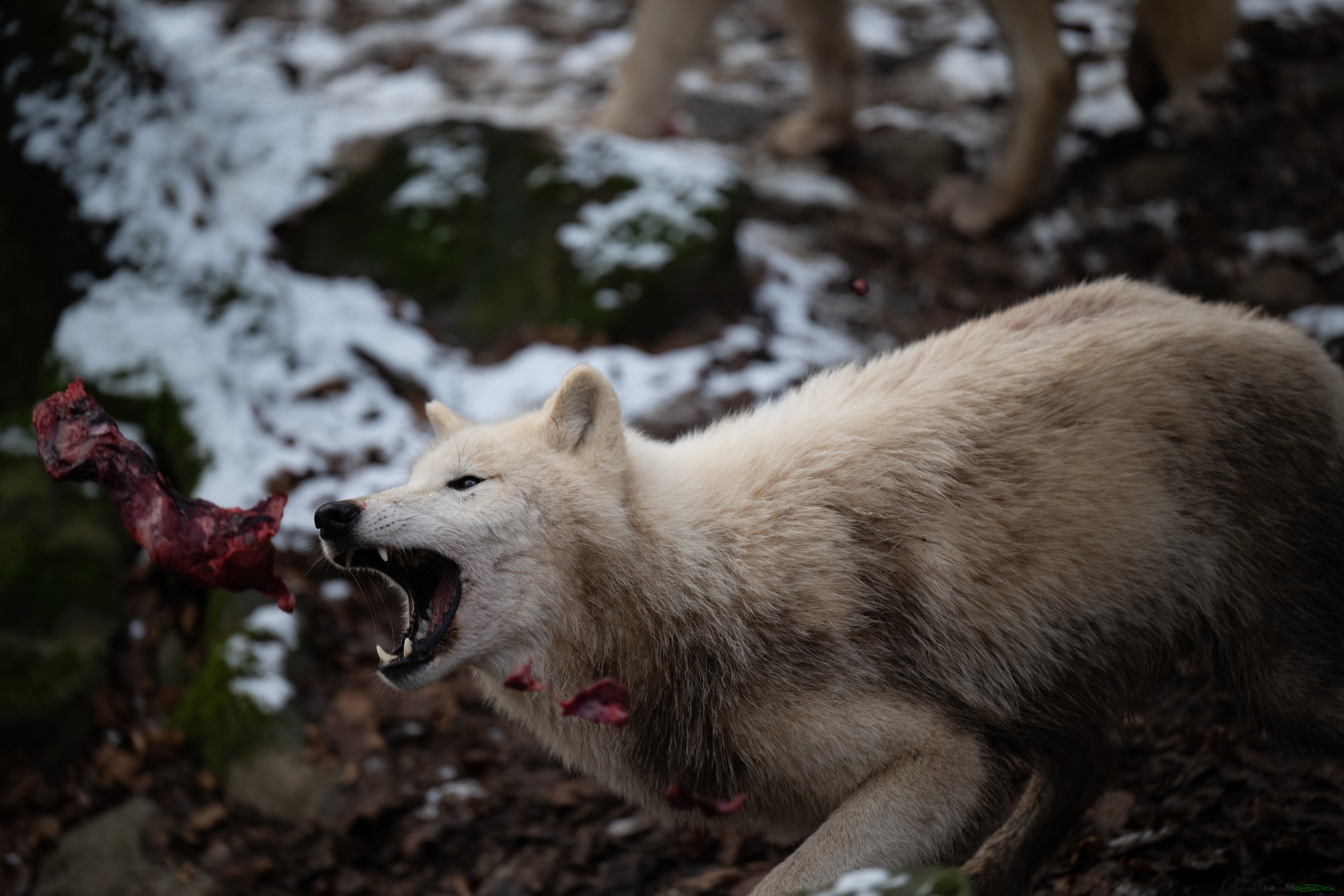 Wolfsfuetterung; Pelm, 04.01.2025