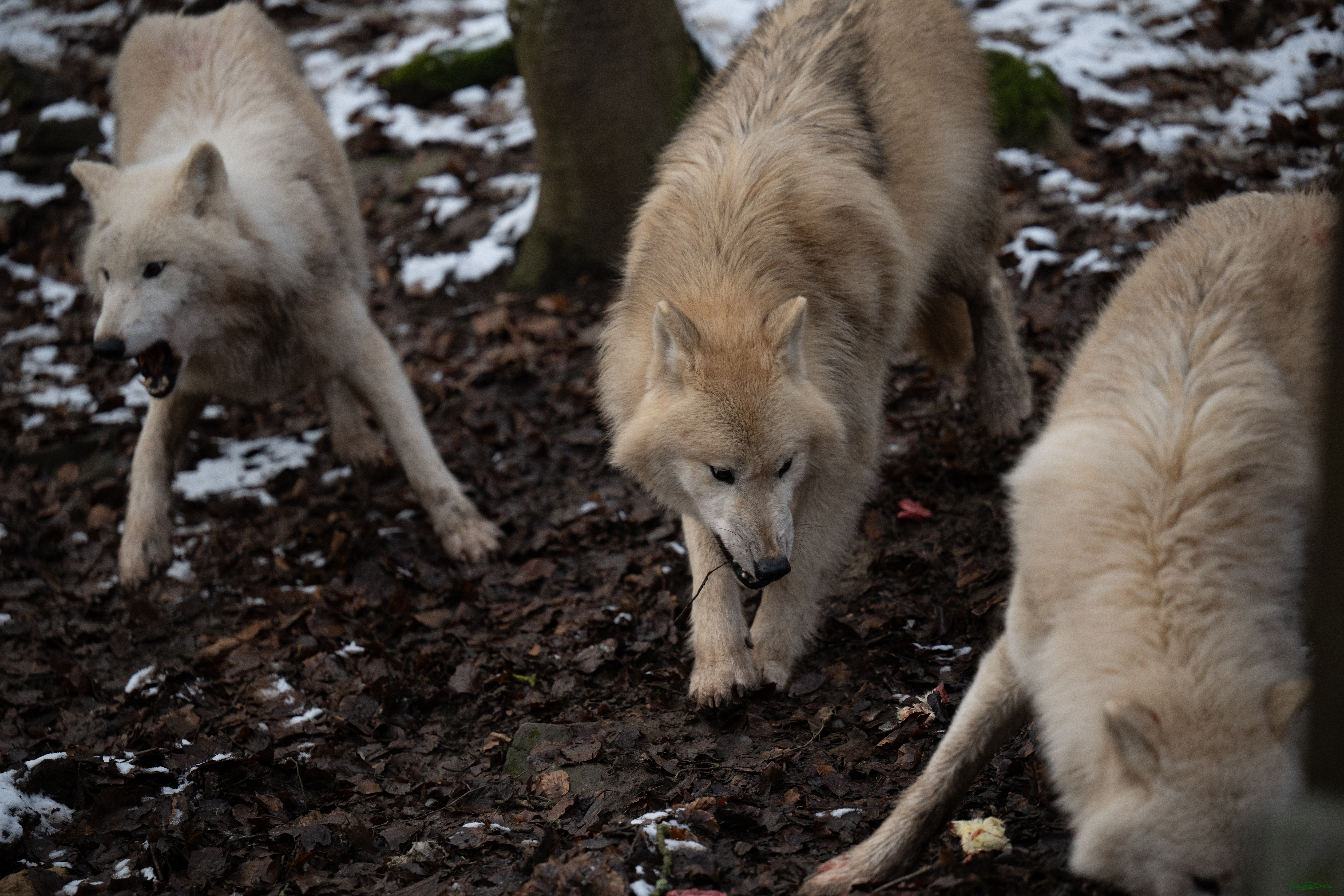 Wolfsfuetterung; Pelm, 04.01.2025