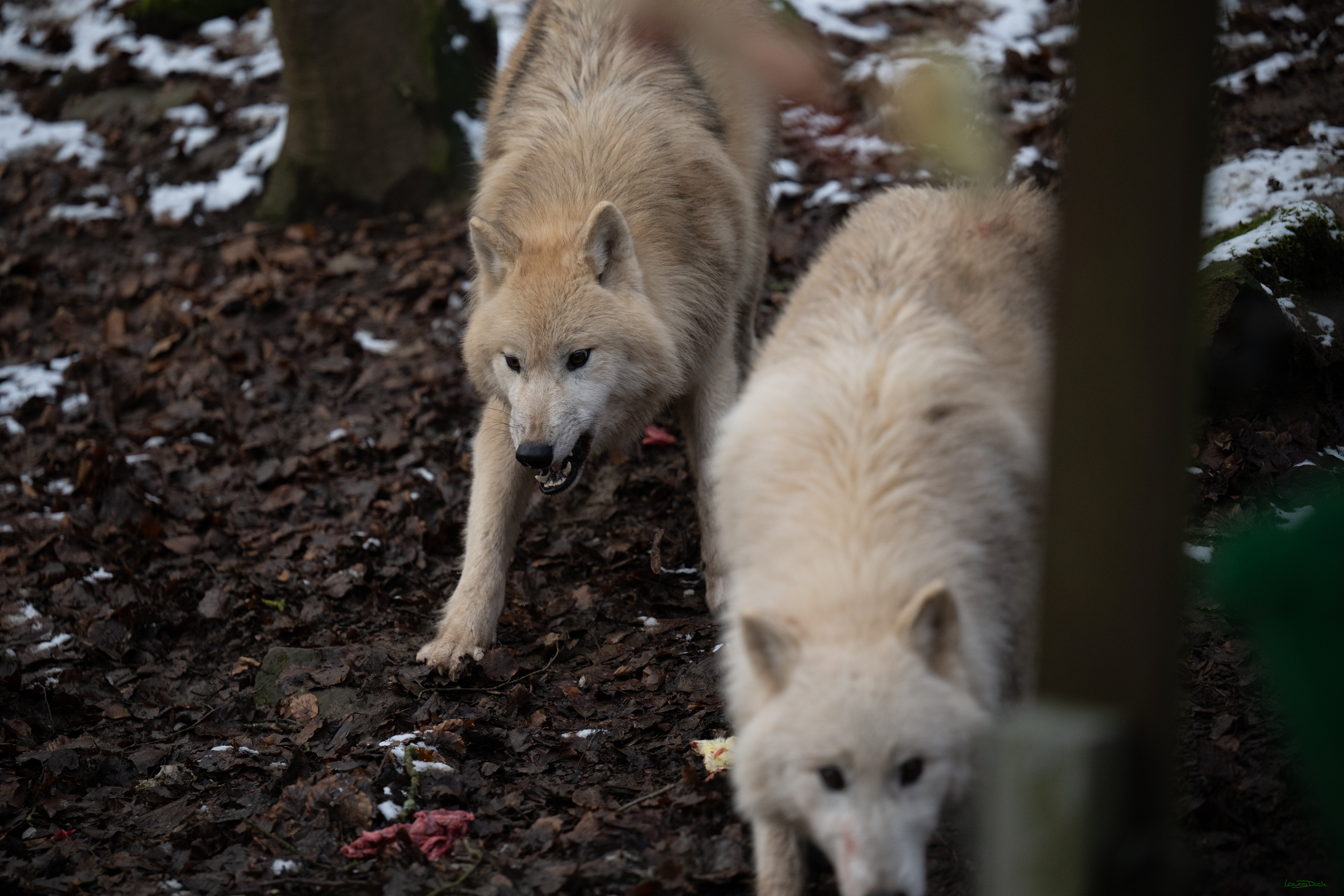 Wolfsfuetterung; Pelm, 04.01.2025