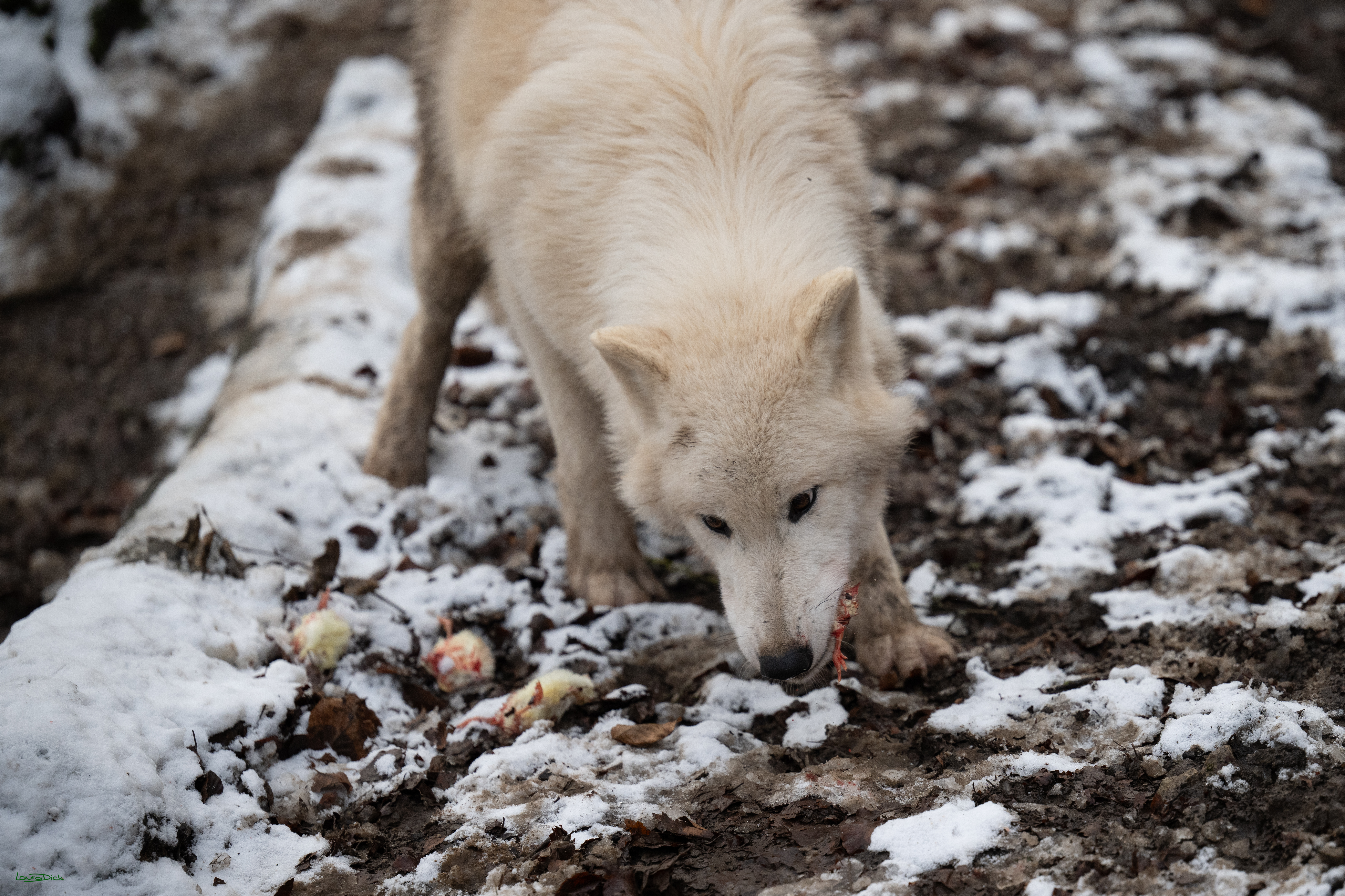 Wolfsfuetterung; Pelm, 04.01.2025