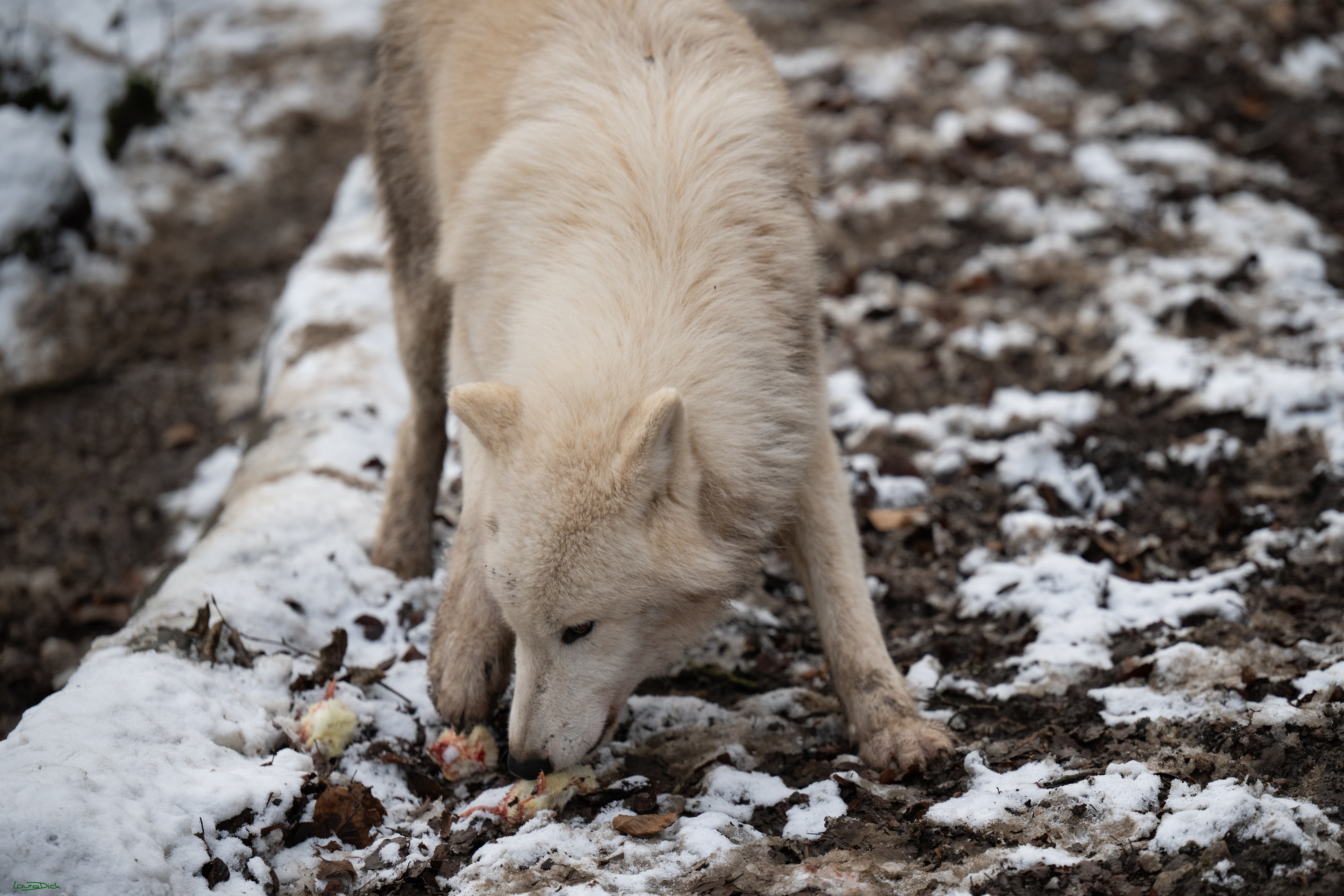 Wolfsfuetterung; Pelm, 04.01.2025