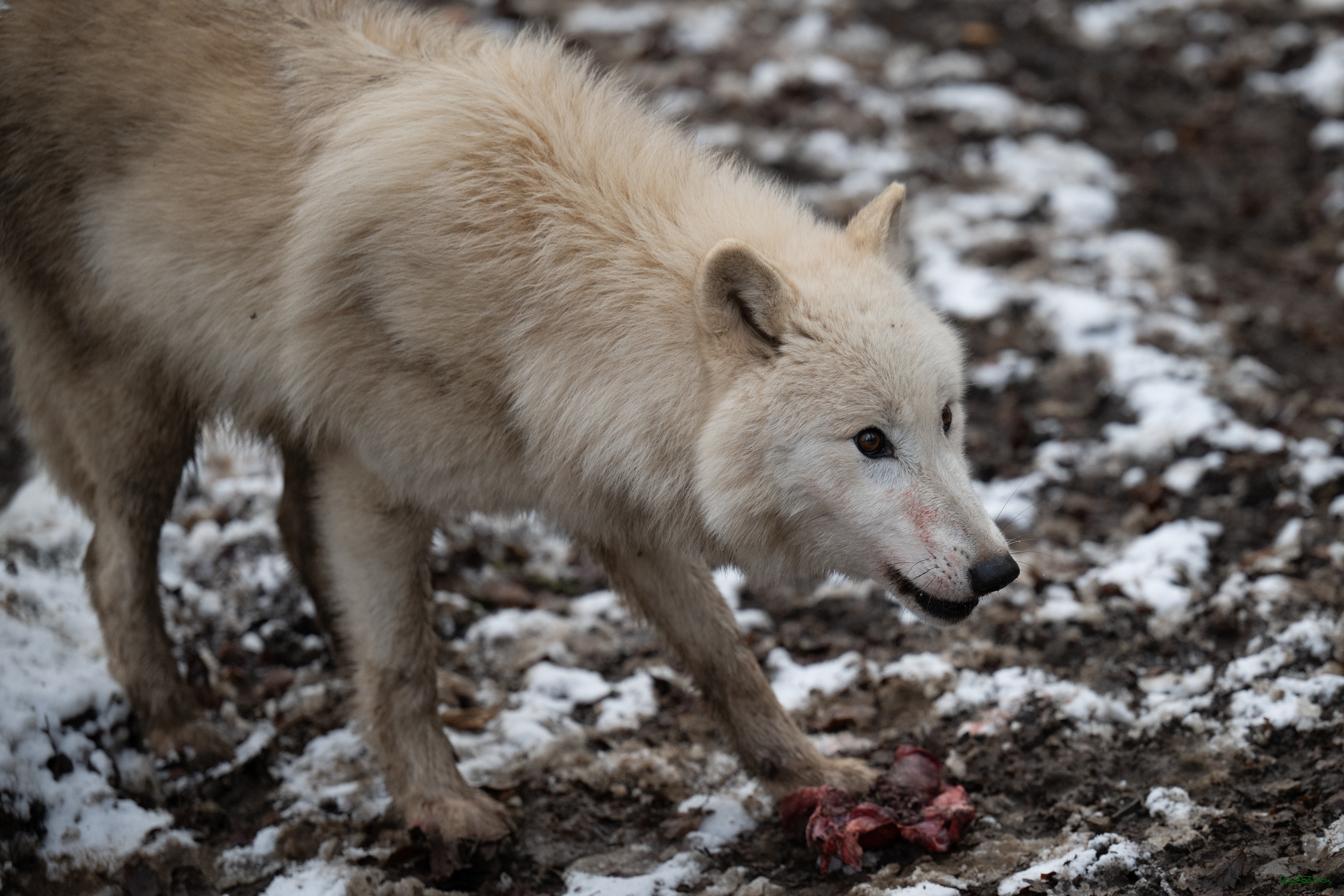 Wolfsfuetterung; Pelm, 04.01.2025