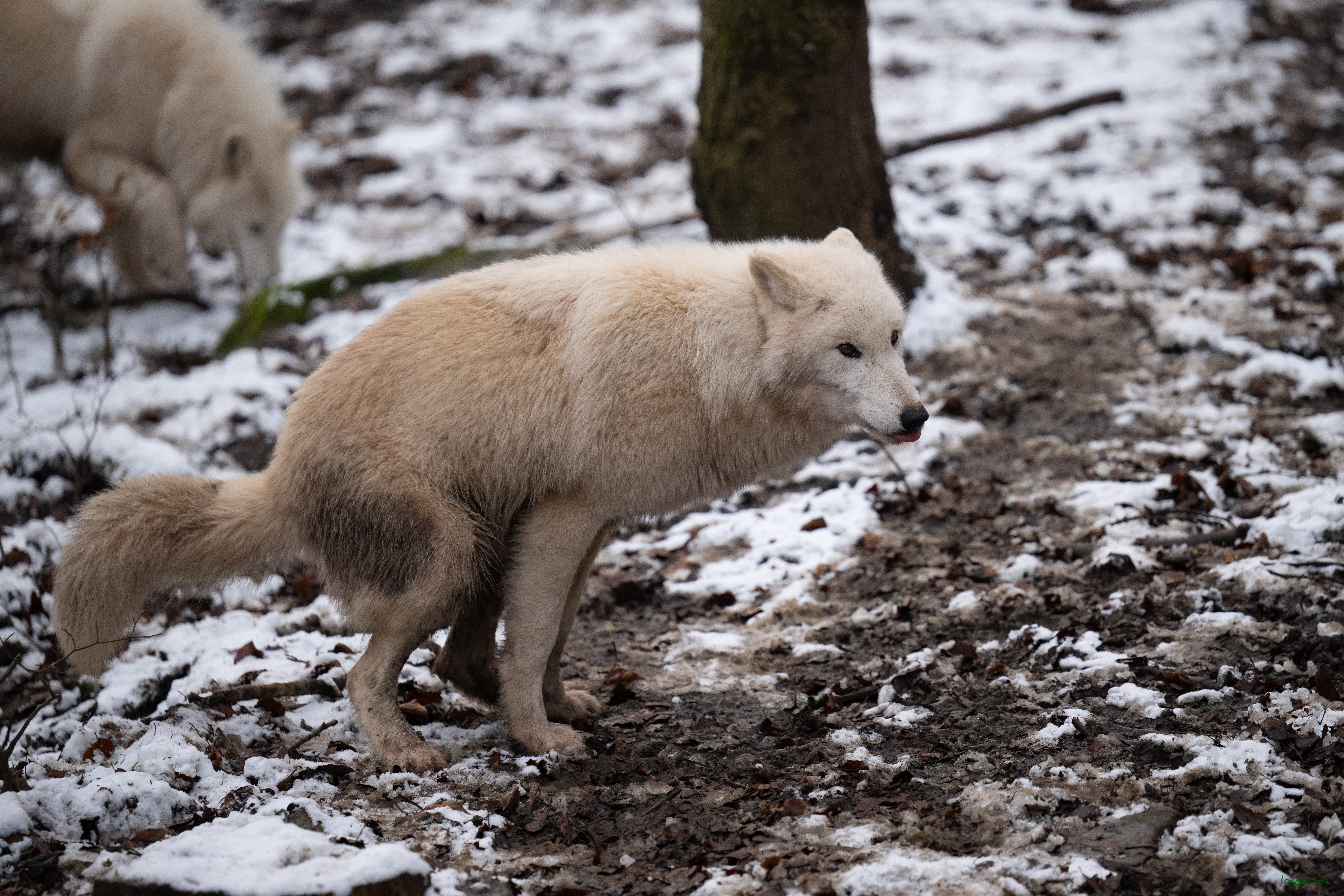 Wolfsfuetterung; Pelm, 04.01.2025