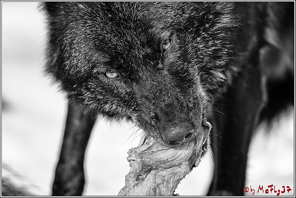 Timberwolf - Polarwolf Kasselburg, 18.02.2018