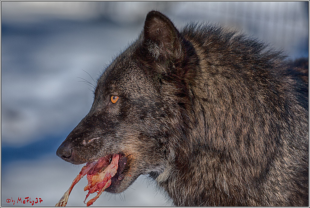 Timberwolf - Polarwolf Kasselburg, 18.02.2018