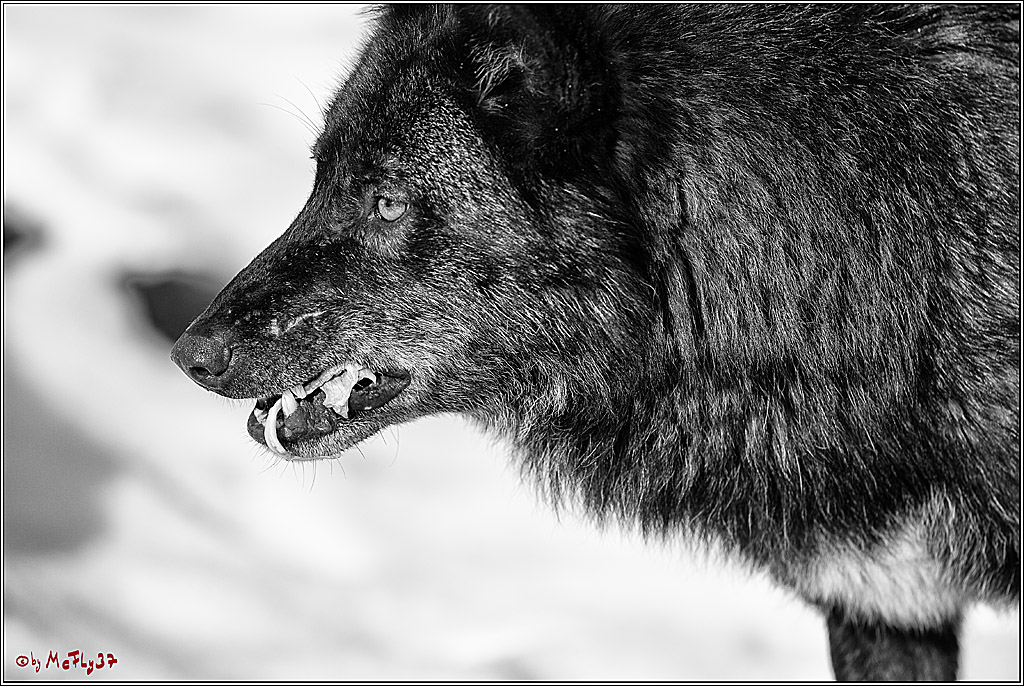 Timberwolf - Polarwolf Kasselburg, 18.02.2018
