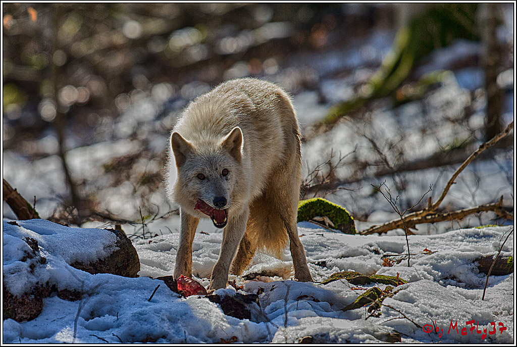 Timberwolf - Polarwolf Kasselburg, 18.02.2018