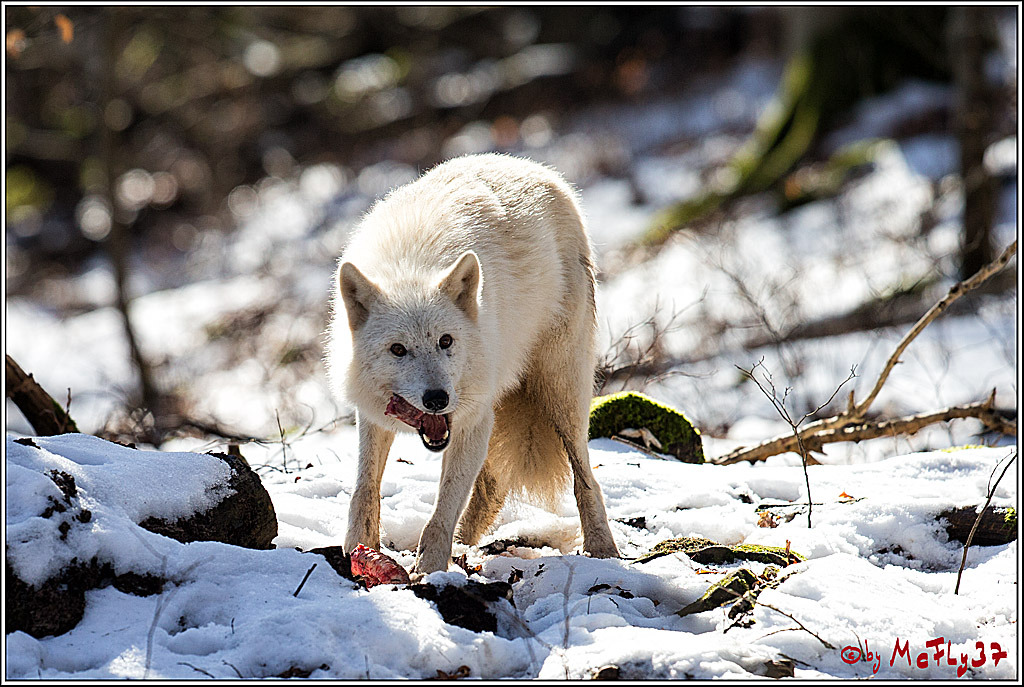 Timberwolf - Polarwolf Kasselburg, 18.02.2018